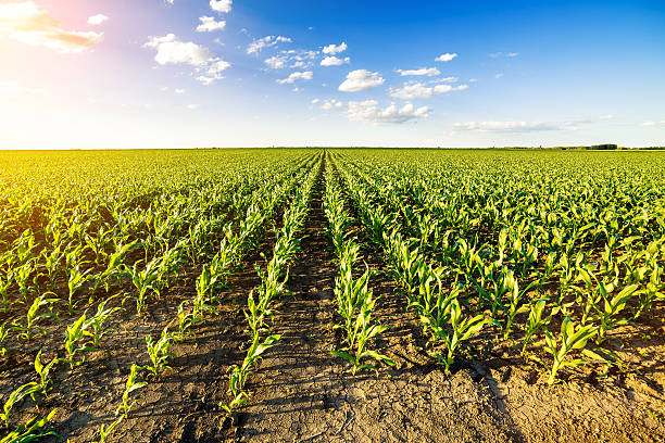 istock Green corn maize field in early stage. 604028168