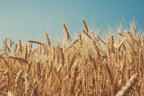 istock Golden wheat field, harvest and farming 604028572