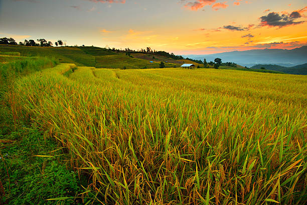 istock Cornfield sunset of Thailand. 604029572