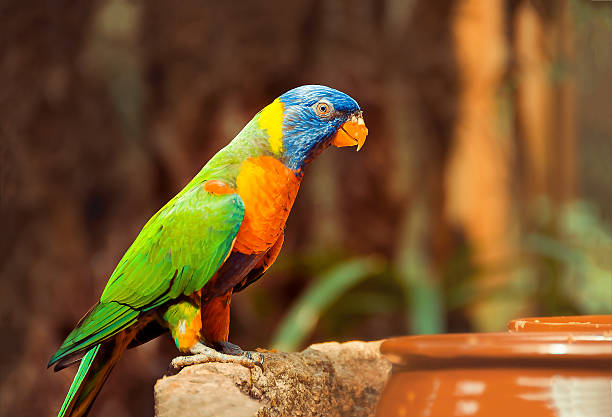 istock Green parrot near the feeders, eating fruit. Rainbow lorikeet 604030196