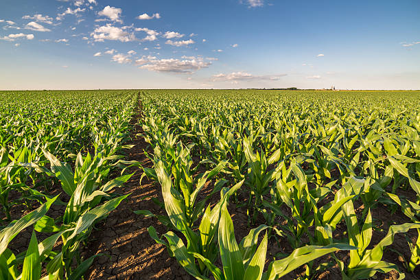 istock Green corn maize field in early stage. 604030350