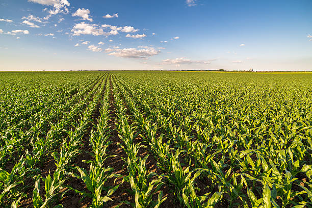 istock Green corn maize field in early stage. 604030758
