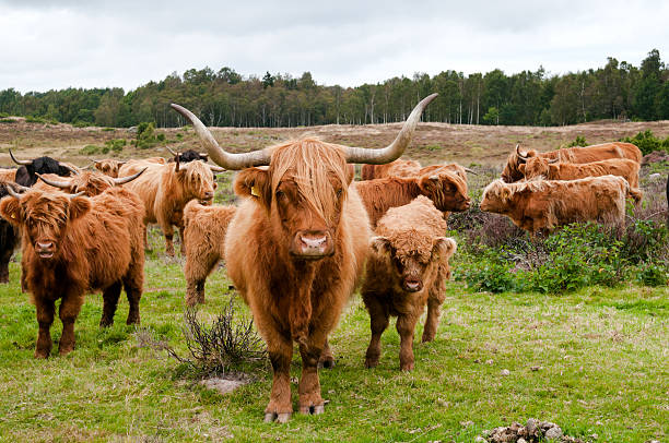 Scottish highland cattle stock photo