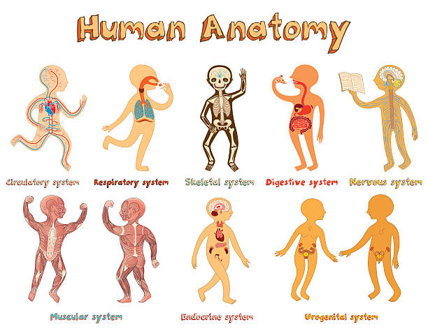 stockillustraties, clipart, cartoons en iconen met illustration of human anatomy, systems of organs for kids. - neurology child