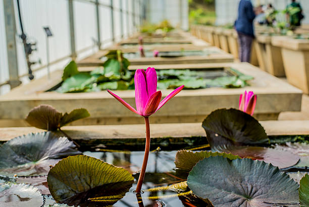istock blooming lotus flower in the garden 604040540