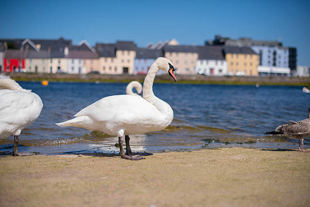 istock Mute swans in Galway city. 604045974
