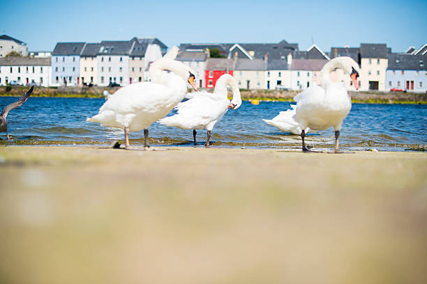 istock mute swans in Galway city. 604055830
