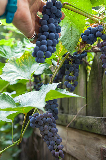 istock Hand and bunch of grapes 604333940