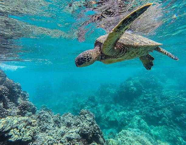 istock Green Sea Turtle of Maui 604335258