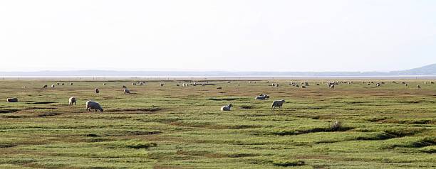 Sheep grazing on saltmarsh Sheep grazing on saltmarsh , Gower, Wales gower peninsular stock pictures, royalty-free photos & images