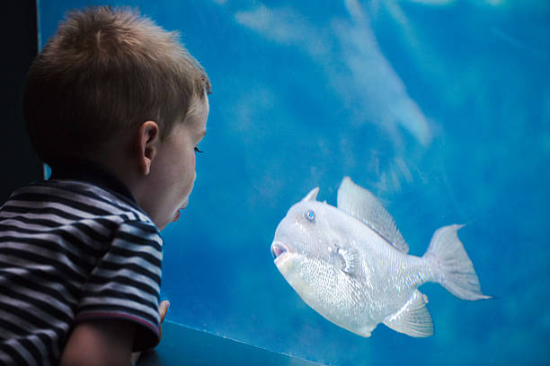 水族館で魚と話している少年。 - candid underwater animal aquarium ストックフォトと画像