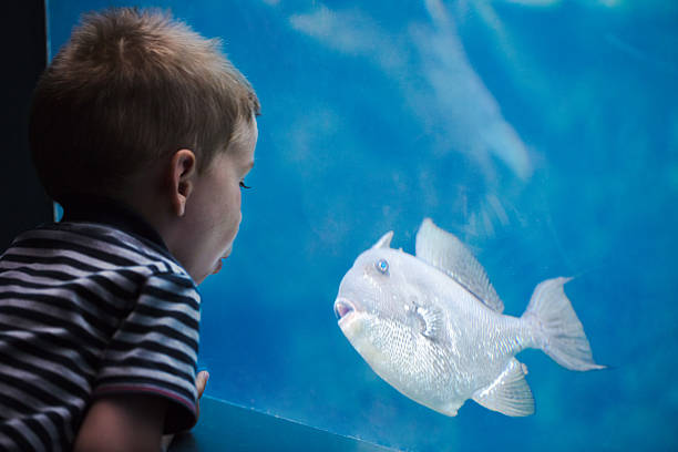 мальчик разговаривает с рыбой в аквариуме. - candid underwater animal aquarium стоковые фото и изображения