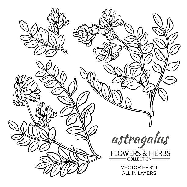 zestaw wektorów astragalus - vetch stock illustrations