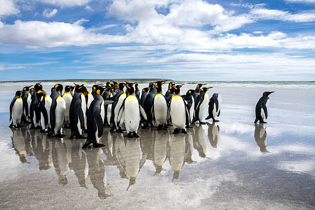 guadaña de pingüinos rey en la playa, reflejo en la arena. - islas malvinas fotografías e imágenes de stock