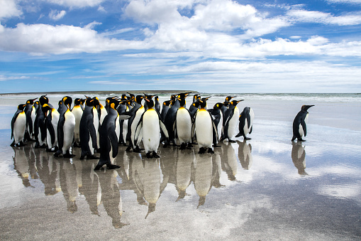 A waddle of King penguins on the beach with one leading the way. Reflection on the wet sand and a white cloud and blue sky background.
