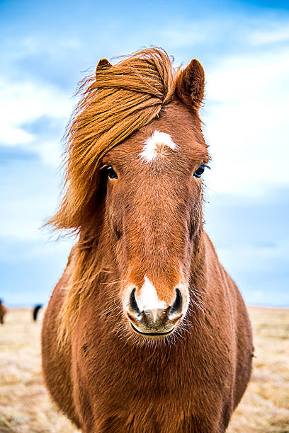 Icelandic horse facing camera, with full mane blowing in the wind and blue sky with white clouds in background.