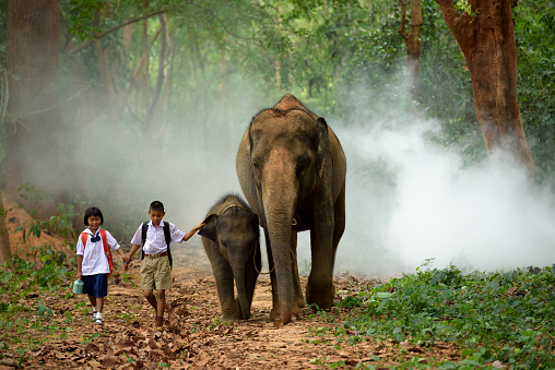 brother and sister go back home after learning by walking with their elephant