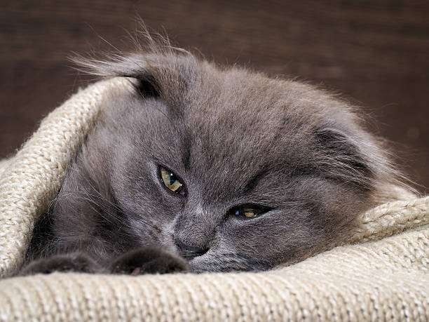 istock Sleepy kitten sleeps in a blanket. Grey Cat, Fluffy, Fold 604339024