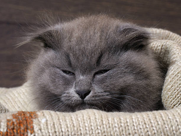 istock Sleepy kitten sleeps in a blanket. Grey Cat, Fluffy, Fold 604339136