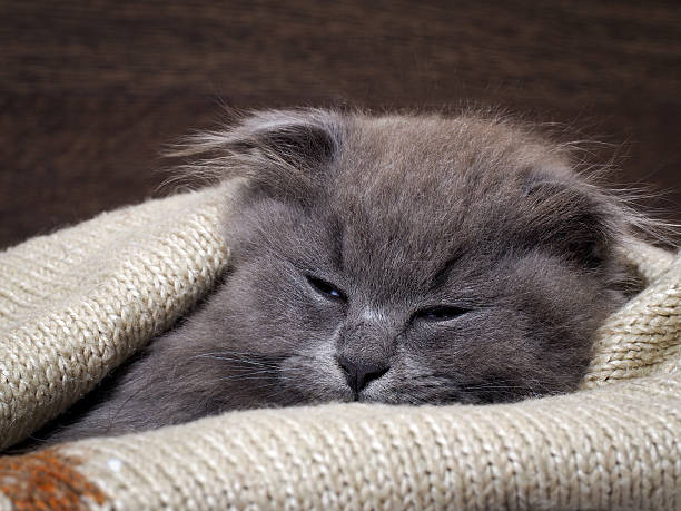 istock Sleepy kitten sleeps in a blanket. Grey Cat, Fluffy, Fold 604339290