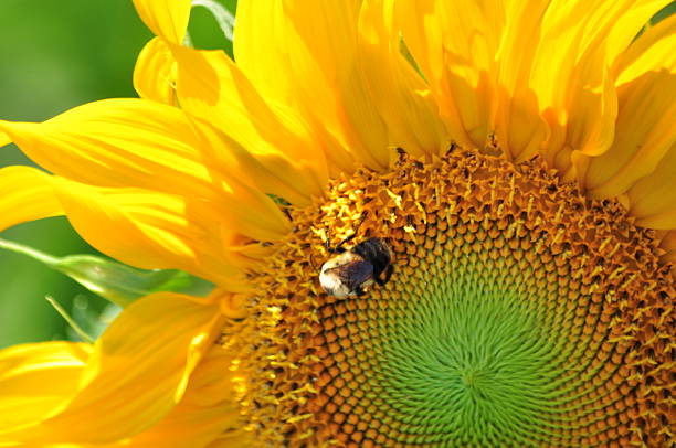 istock Large Sunflower Head with Honey Bee in the Middle 604340350