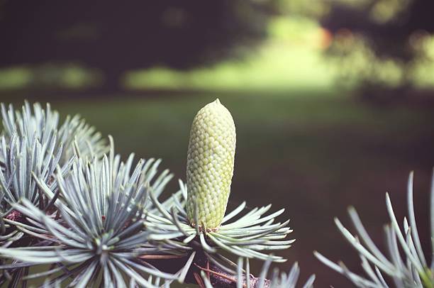 istock Close-up of enormous pine tree bud 604341618