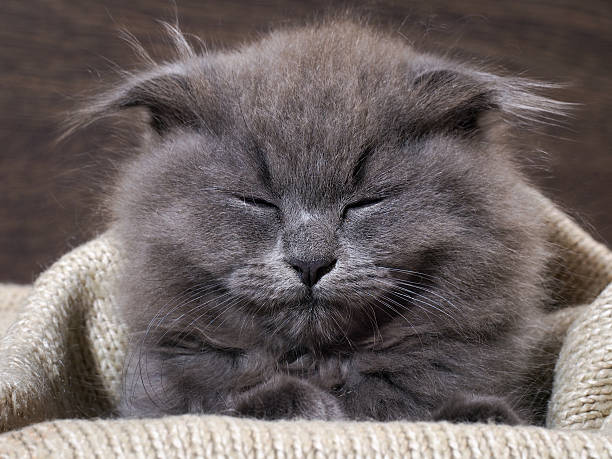 istock Kitten fast asleep in a blanket. Grey Cat, Fluffy, Fold 604341656