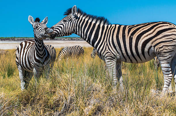 Mother zebra is feeding her child. Etosha National Park.