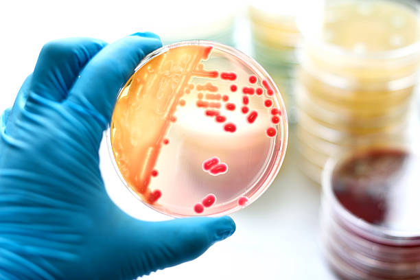 bactéria cultura - petri dish bacterium microbiology streptococcus - fotografias e filmes do acervo