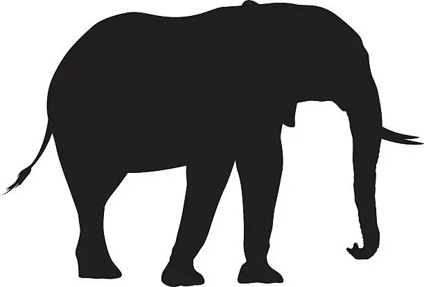 Vector illustration of Wild African Elephant Silhouette