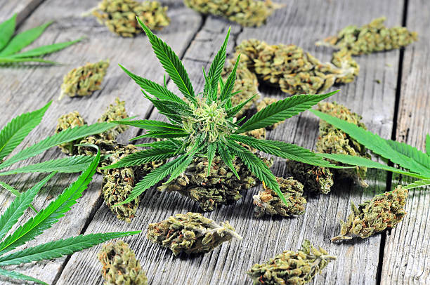 istock Cannabis plant and buds 604344046