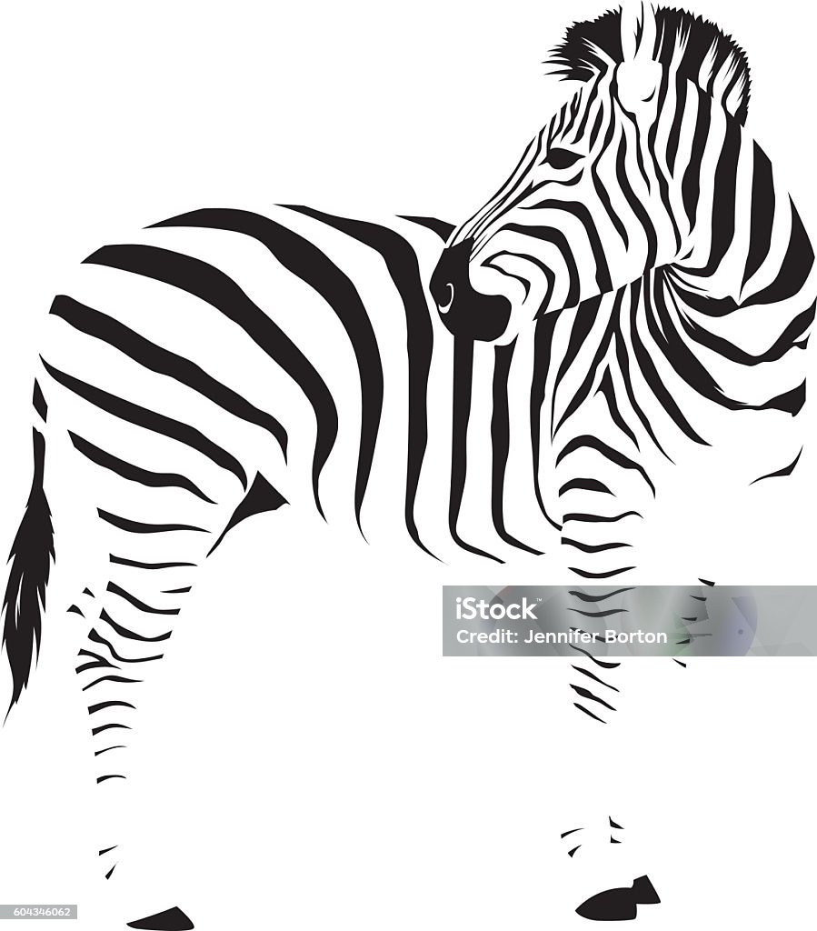 Wild African Zebra A wild African animal, black isolated on white. Background is transparent so it can be placed onto any color. Traced by hand (not autotraced) from my own travel photography to Zimbabwe, Botswana and South Africa in August 2016. Download includes an AI10 EPS (CMYK) and a high resolution JPEG (RGB). Zebra stock vector