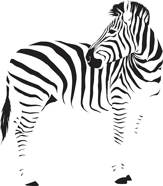 Wild African Zebra A wild African animal, black isolated on white. Background is transparent so it can be placed onto any color. Traced by hand (not autotraced) from my own travel photography to Zimbabwe, Botswana and South Africa in August 2016. Download includes an AI10 EPS (CMYK) and a high resolution JPEG (RGB). zebra stripe pics stock illustrations