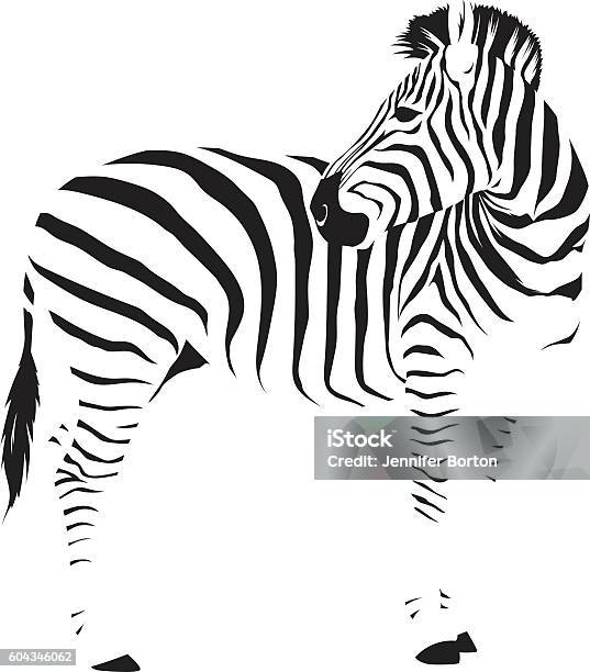 Wild African Zebra Stock Illustration - Download Image Now - Zebra, Illustration, Animal