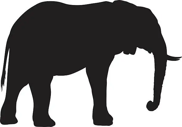Vector illustration of Wild African Elephant Silhouette
