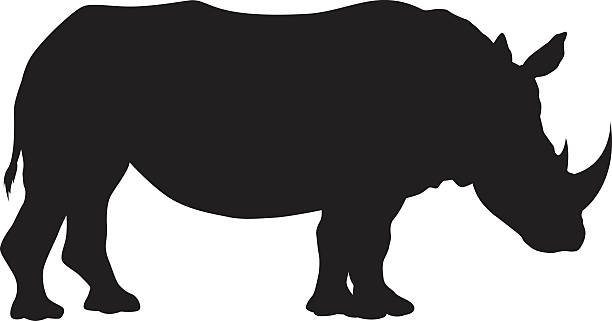 Wild African White Rhinocerous Silhouette A silhouette of a wild African animal, black isolated on white. Background is transparent so it can be placed onto any color. Traced by hand (not autotraced) from my own travel photography to Zimbabwe, Botswana and South Africa in August 2016. Download includes an AI10 EPS (CMYK) and a high resolution JPEG (RGB). rhinoceros silhouette stock illustrations