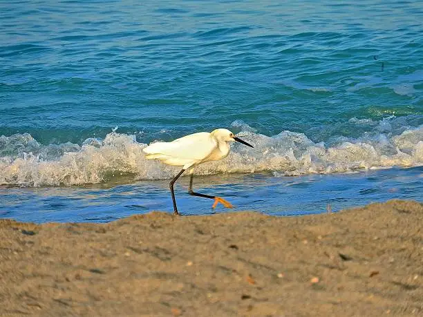 Water bird walking on beach in Sarasota Florida..