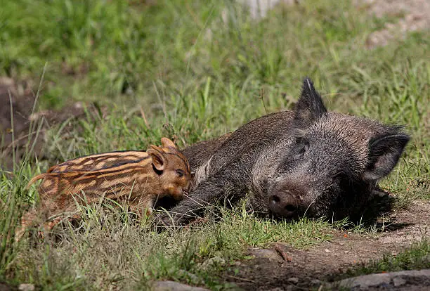 Wild-boar female and babies in autumn