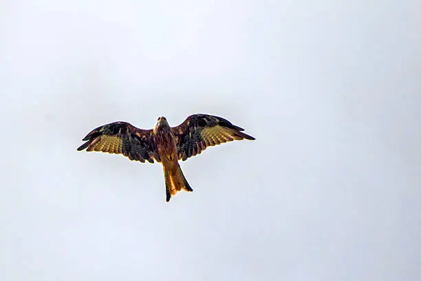 Showing a red kite bird of prey on the Brecon beacons in Wales
