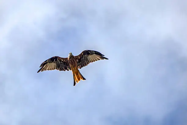 Showing a red kite bird of prey on the Brecon beacons in Wales