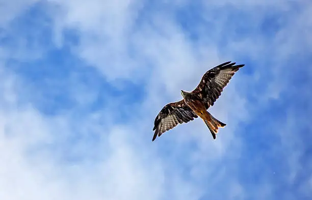 Showing a red kite bird of prey on the Brecon beacons in Wales