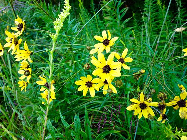 Wildflowers in the Tall Grass.