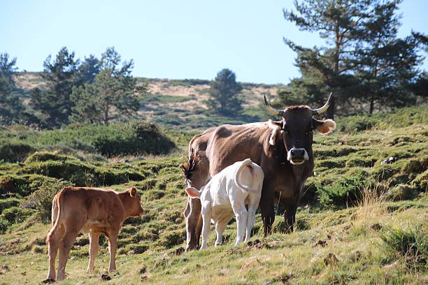 istock Cow eating grass in the mountains 604349472