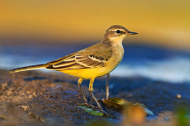 istock Cute young bird western yellow wagtail 604350864