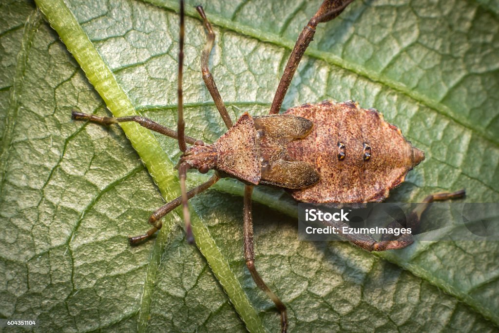 Helmeted Squash Bug Close up macro helmeted squash bug on green leaf Squash - Vegetable Stock Photo