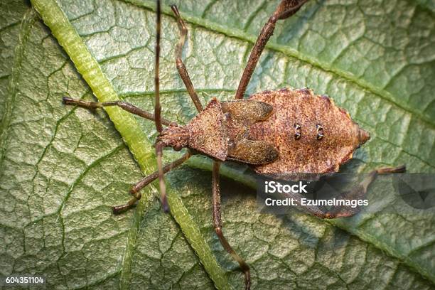 Helmeted Squash Bug Stock Photo - Download Image Now - Squash - Vegetable, Insect, Beetle