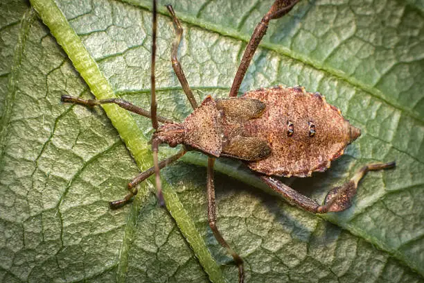 Photo of Helmeted Squash Bug
