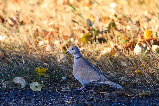 Eurasian collared dove and autum