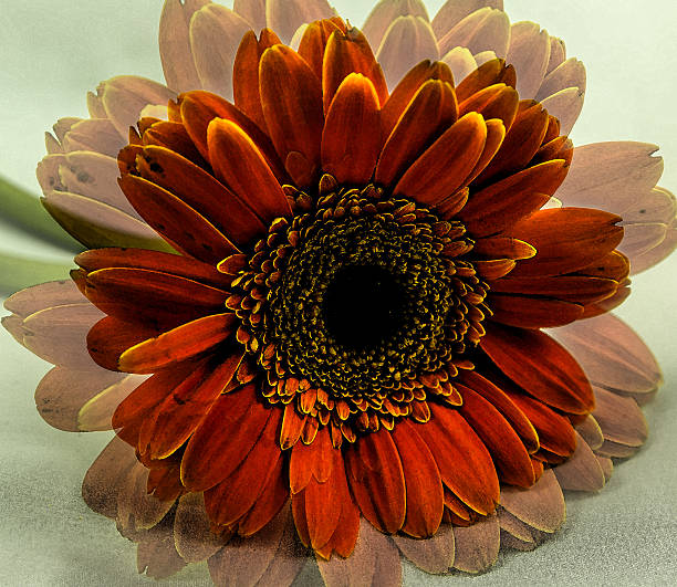 Gerber Flower stock photo