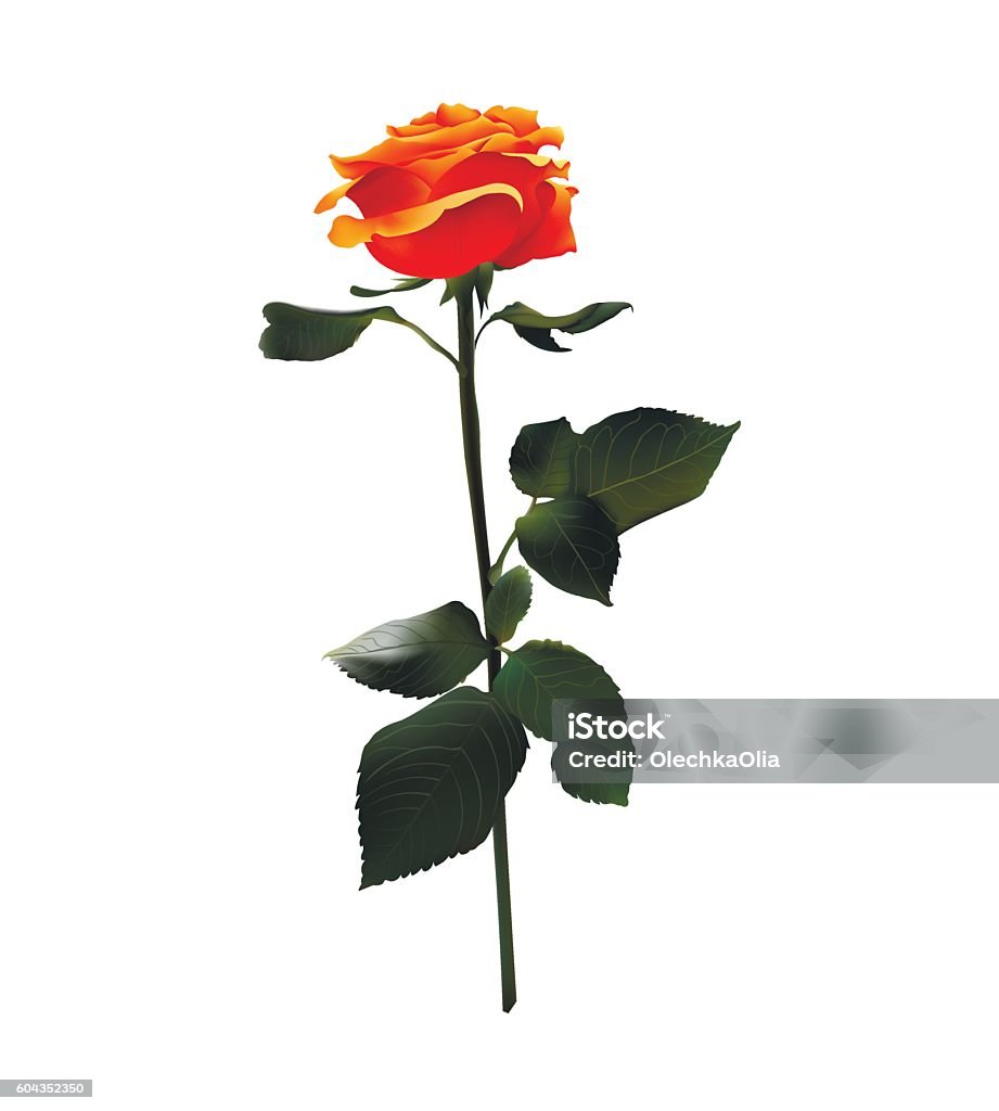 Orange Roses Copiable Orange Rose Vector Realistic Illustration Isolated On White Stock ...
